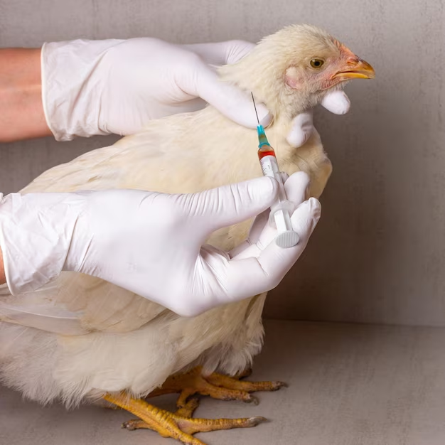 Bệnh bại liệt ở gà: Nguyên nhân và cách phòng tránh