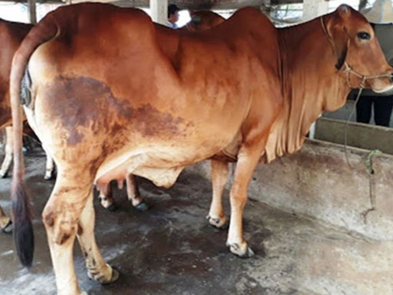 4 căn bệnh thường gặp trên gia súc và cách phòng ngừa hiệu quả