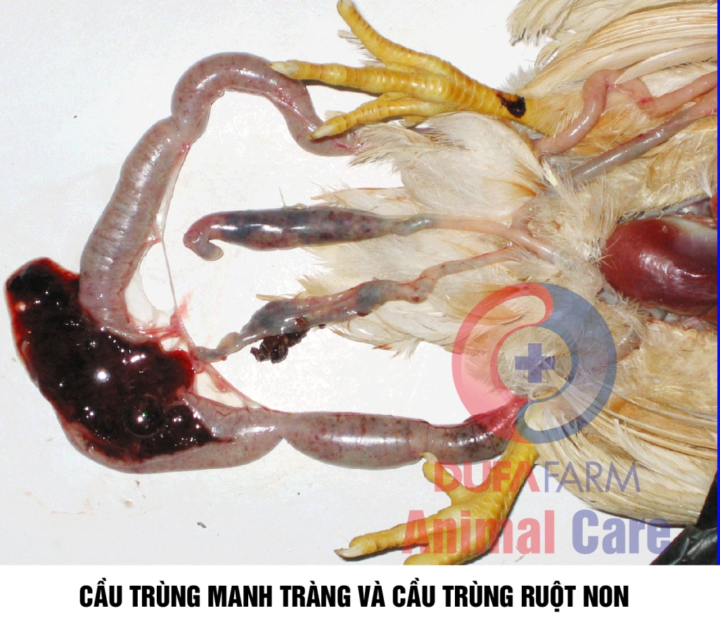 Bệnh cầu trùng ruột non