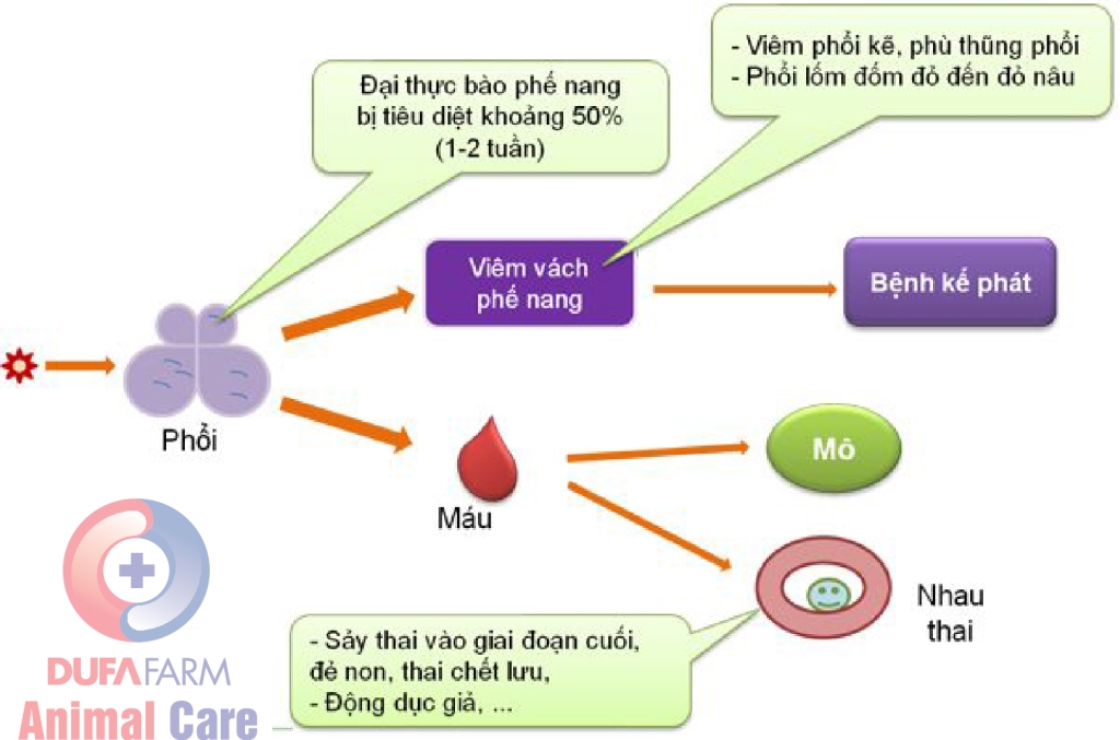 BỆNH HEO TAI XANH – SỐT ĐỎ (PRRS)