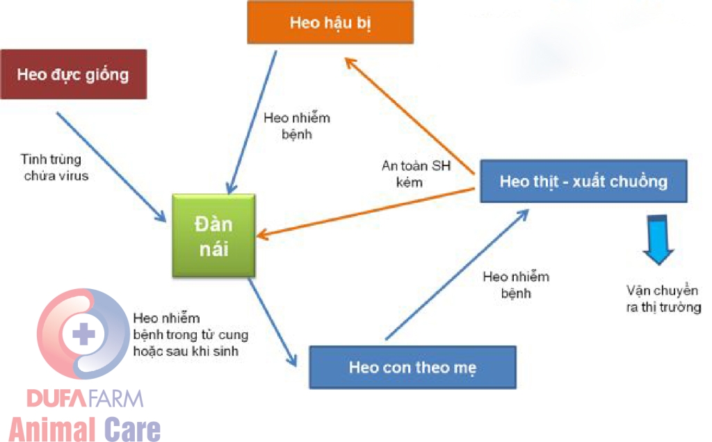 BỆNH HEO TAI XANH – SỐT ĐỎ (PRRS)