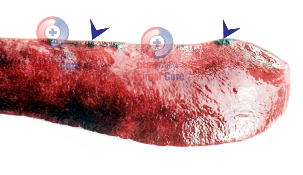 BỆNH DỊCH TẢ HEO CỔ ĐIỂN (CSF)