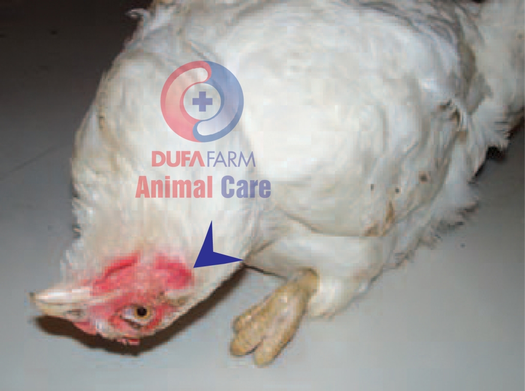 BỆNH NIUCATXƠN (Newcastle disease - ND - Bệnh dịch tả gà)