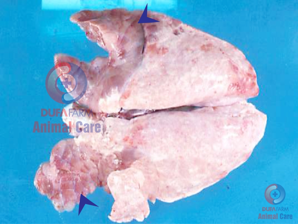 BỆNH VIÊM PHỔI DO MYCOPLASMA