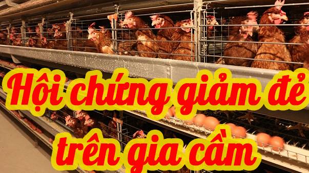 HỘI CHỨNG GIẢM ĐẺ