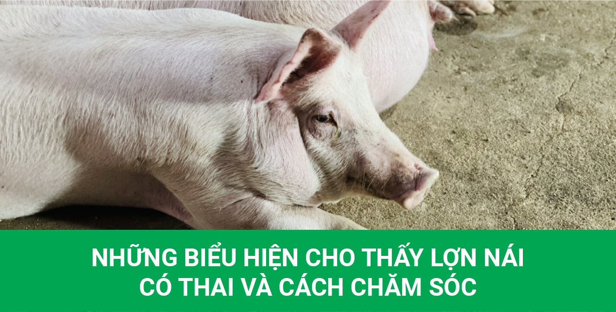 Nhận biết heo sắp đẻ và cách chăm sóc