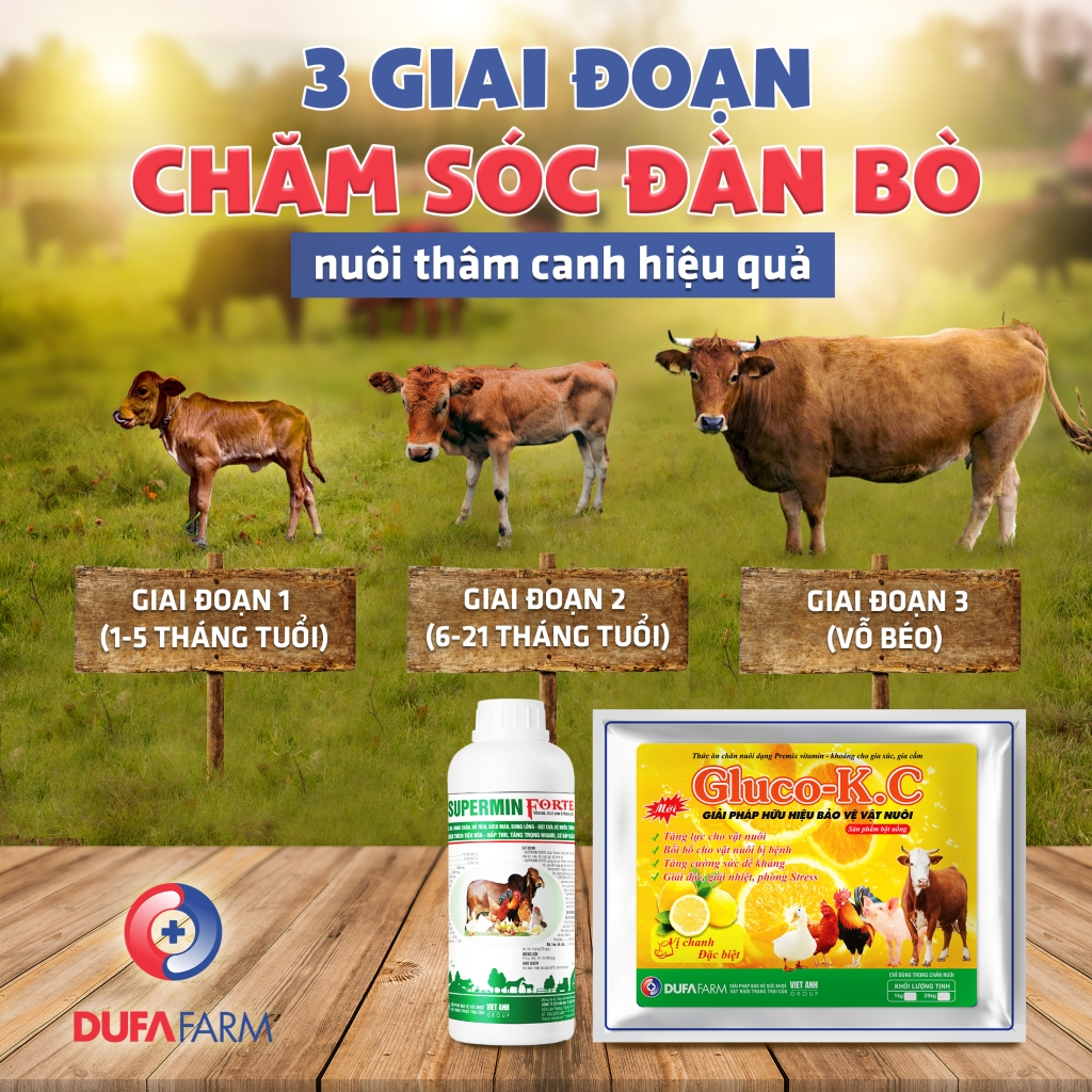 Triển vọng của mô hình chăn nuôi bò lấy thịt thâm canh