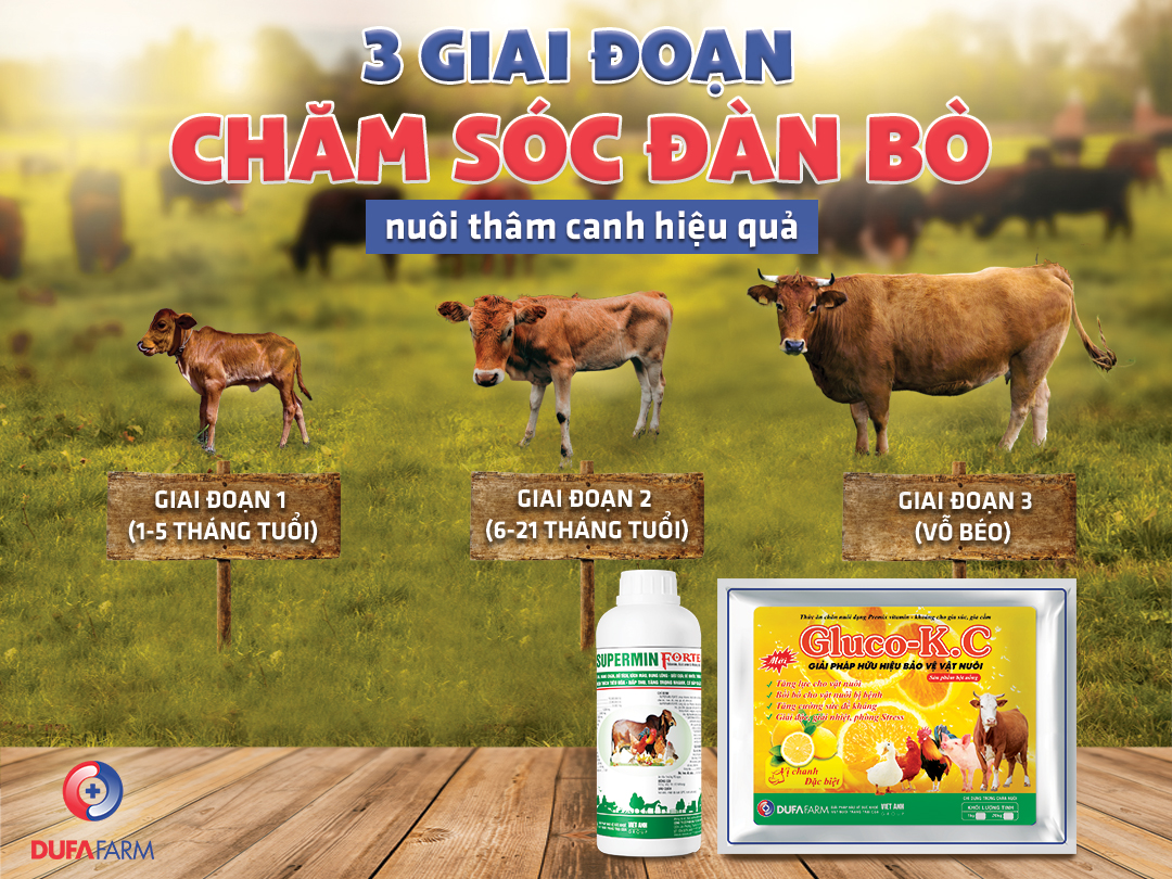 Triển vọng của mô hình chăn nuôi bò lấy thịt thâm canh