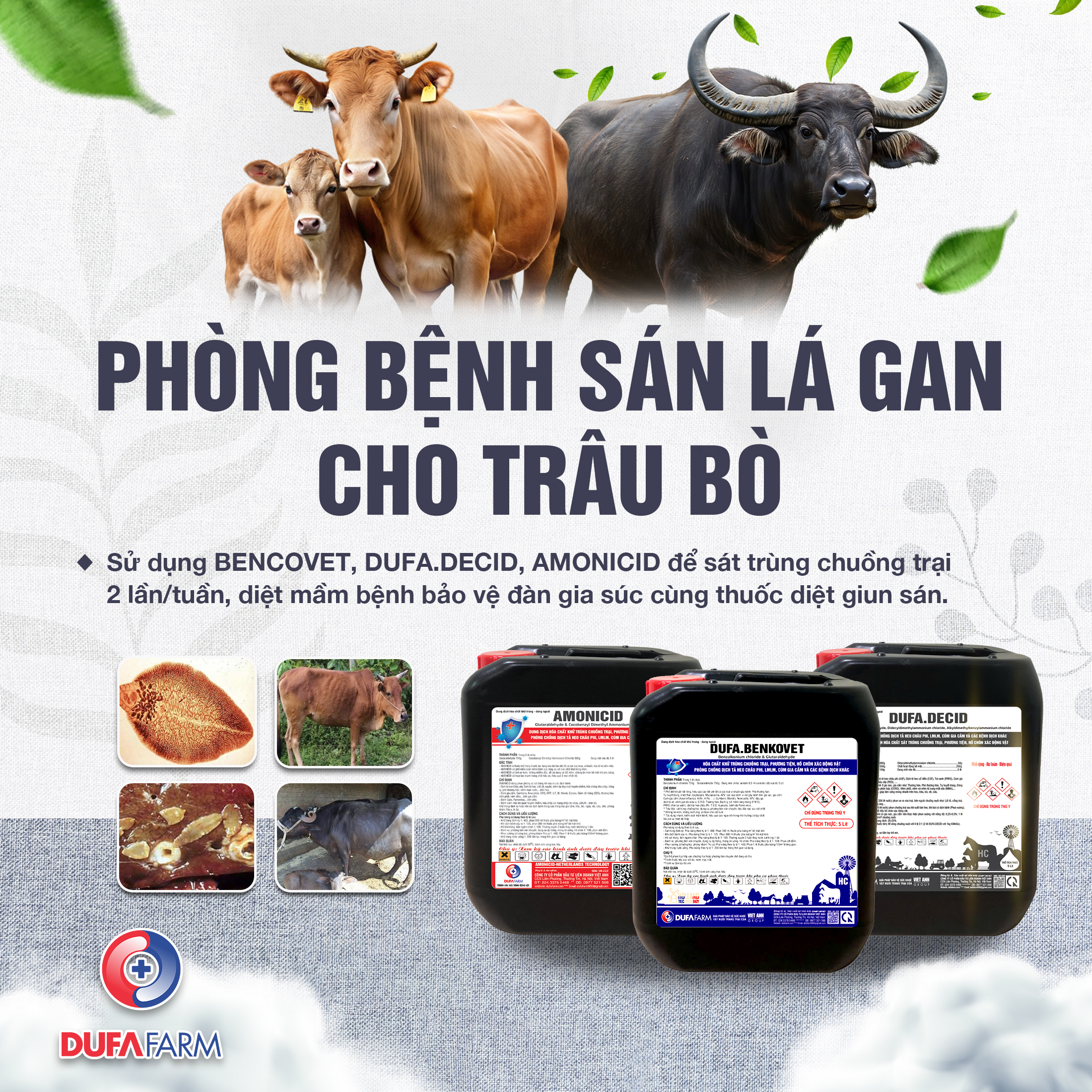 Sán lá gan trên bò và cách phòng ngừa bệnh