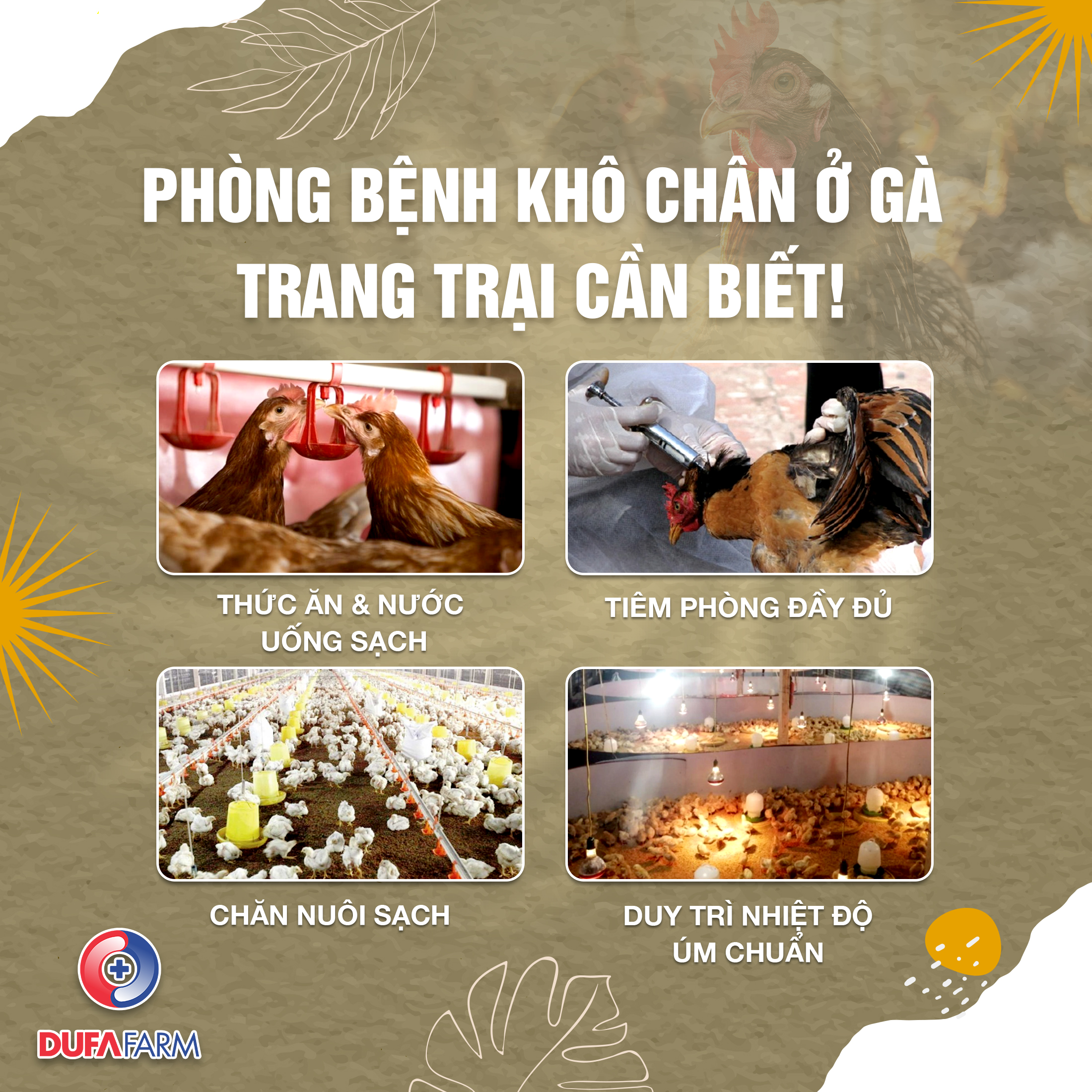 Bệnh khô chân ở gà, nguyên nhân và cách phòng tránh hiệu quả