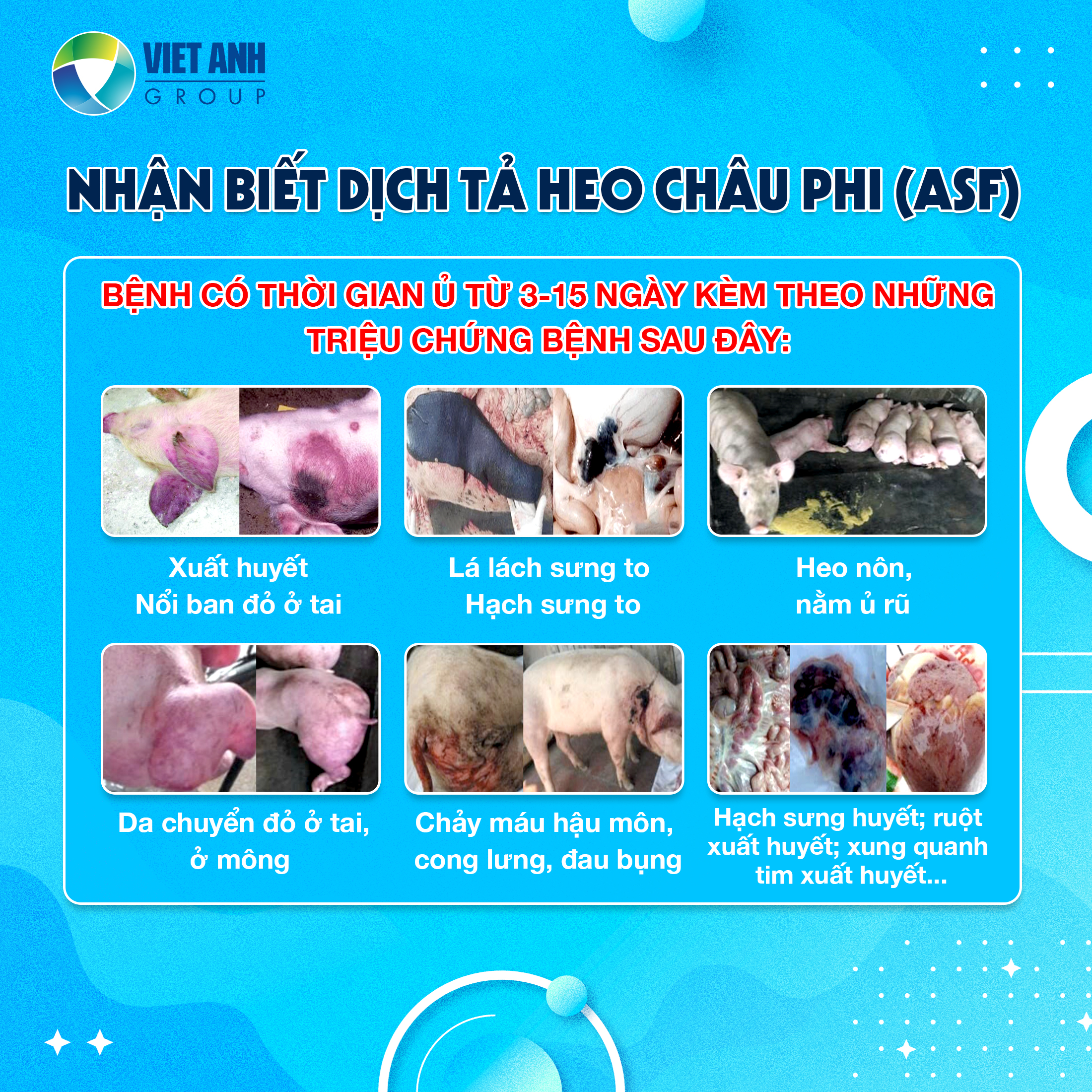 BỆNH DỊCH TẢ HEO CHÂU PHI (ASF): DẤU HIỆU VÀ CÁCH PHÒNG