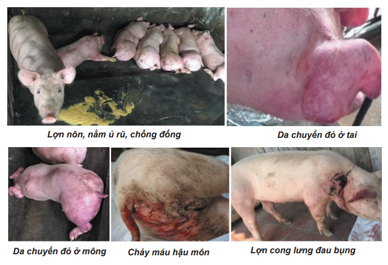 BỆNH DỊCH TẢ HEO CHÂU PHI (ASF): DẤU HIỆU VÀ CÁCH PHÒNG