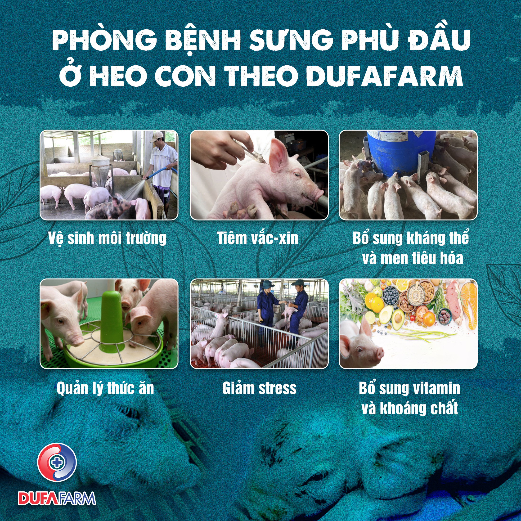 Phòng bệnh sưng phù đầu ở heo con với Dufafarm