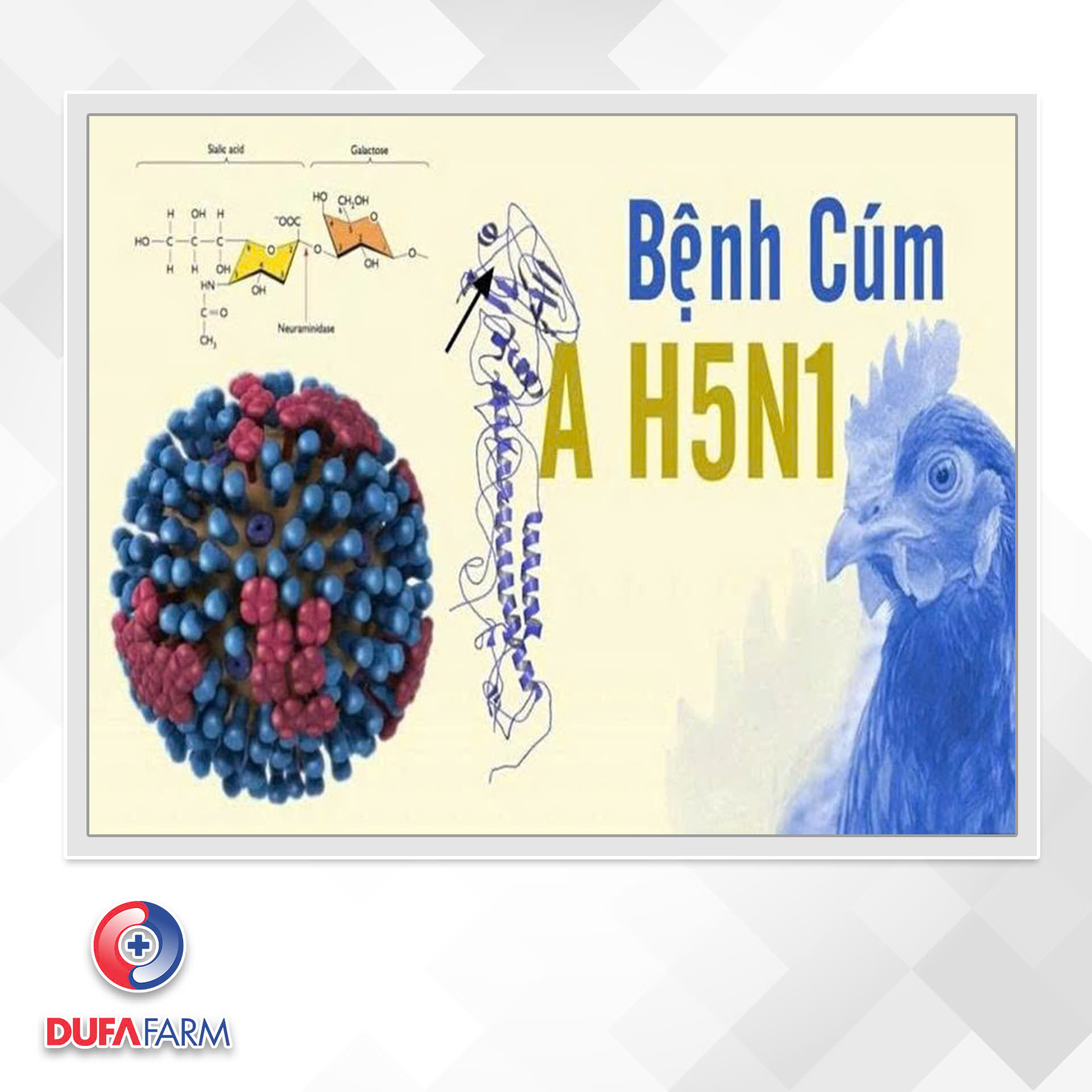 PHÒNG DỊCH CÚM GIA CẦM ĐỘC LỰC CAO CUỐI NĂM 2025