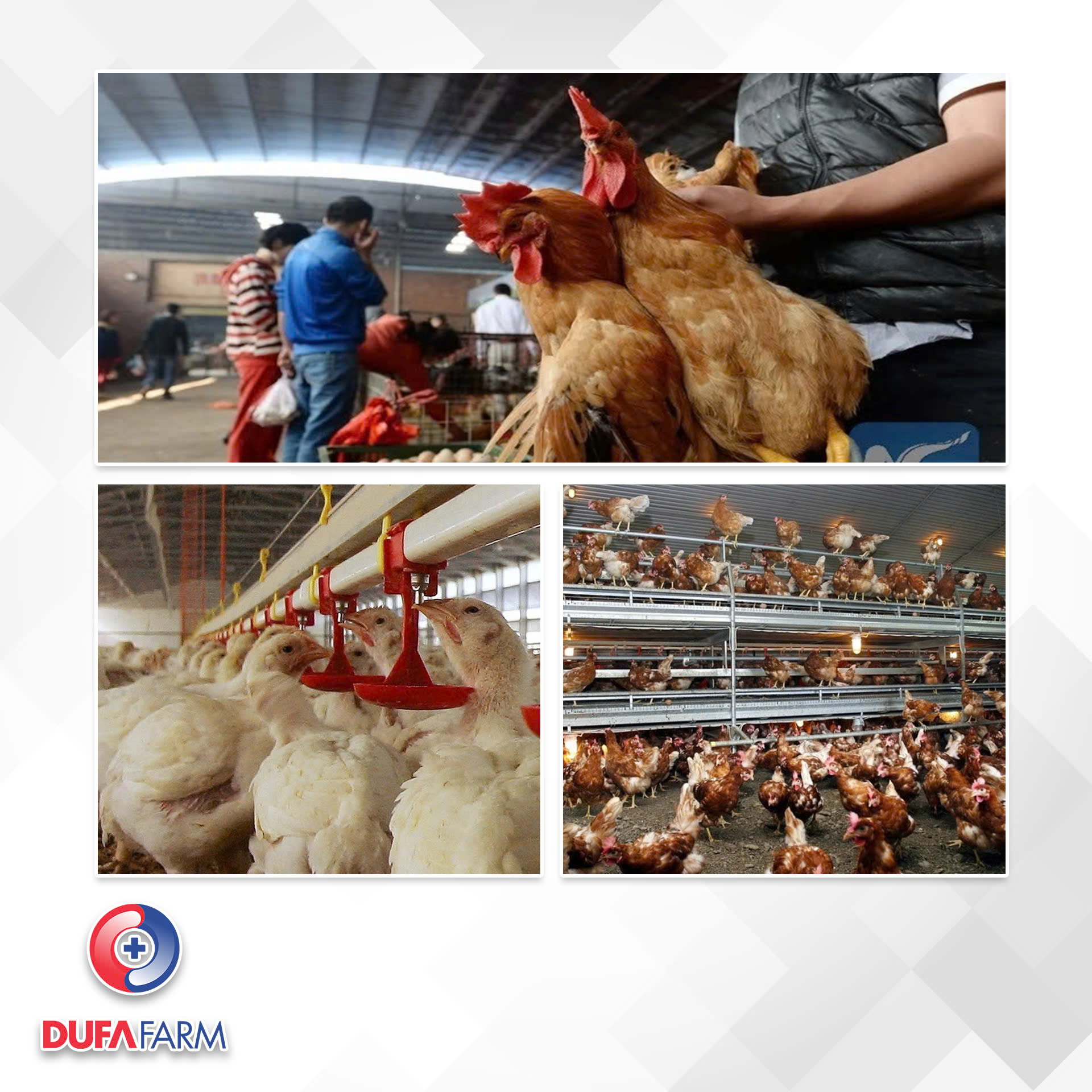 BIỆN PHÁP PHÒNG DỊCH CÚM GIA CẦM ĐỘC LỰC CAO CUỐI NĂM 2025