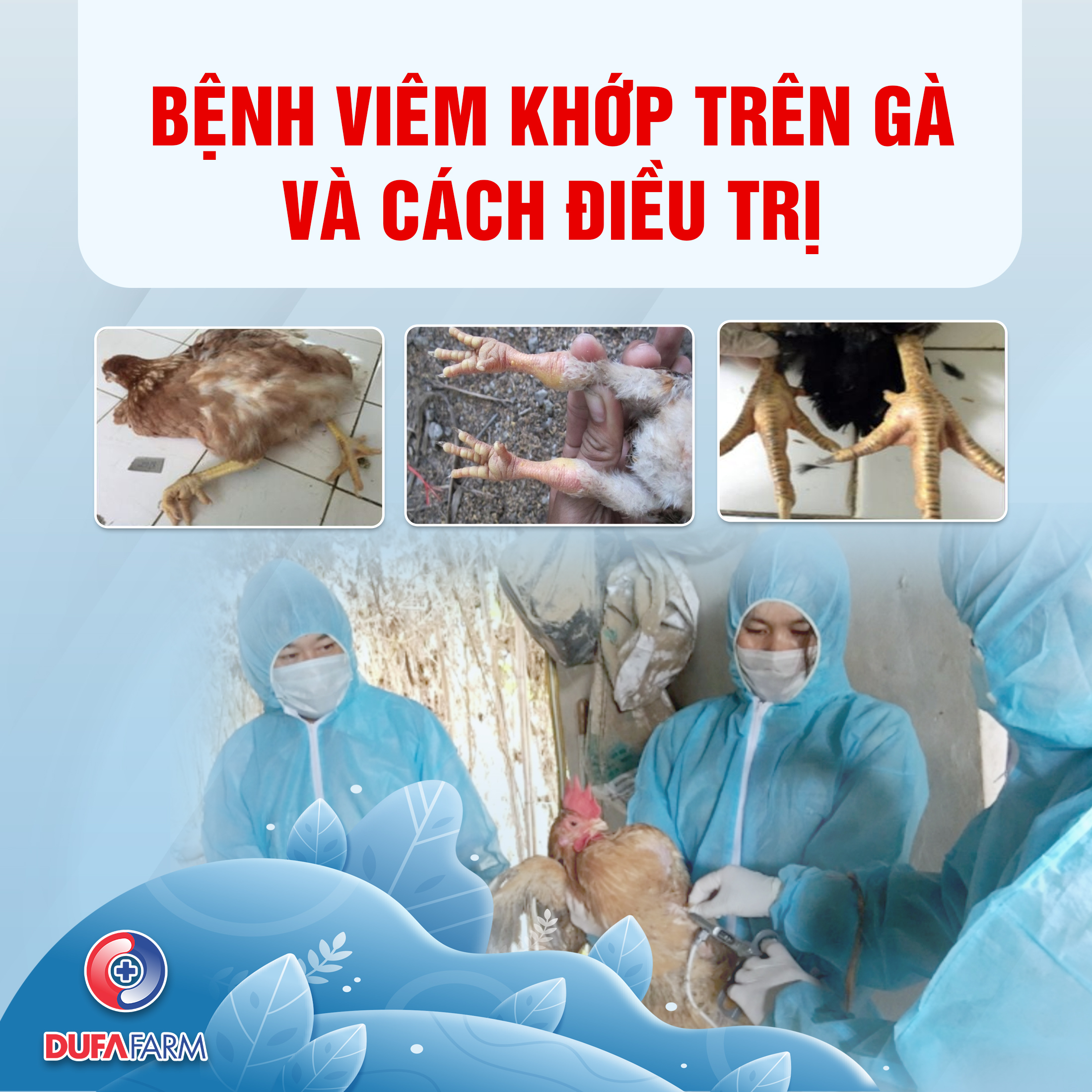 BỆNH VIÊM KHỚP TRÊN GÀ VÀ CÁCH ĐIỀU TRỊ HIỆU QUẢ