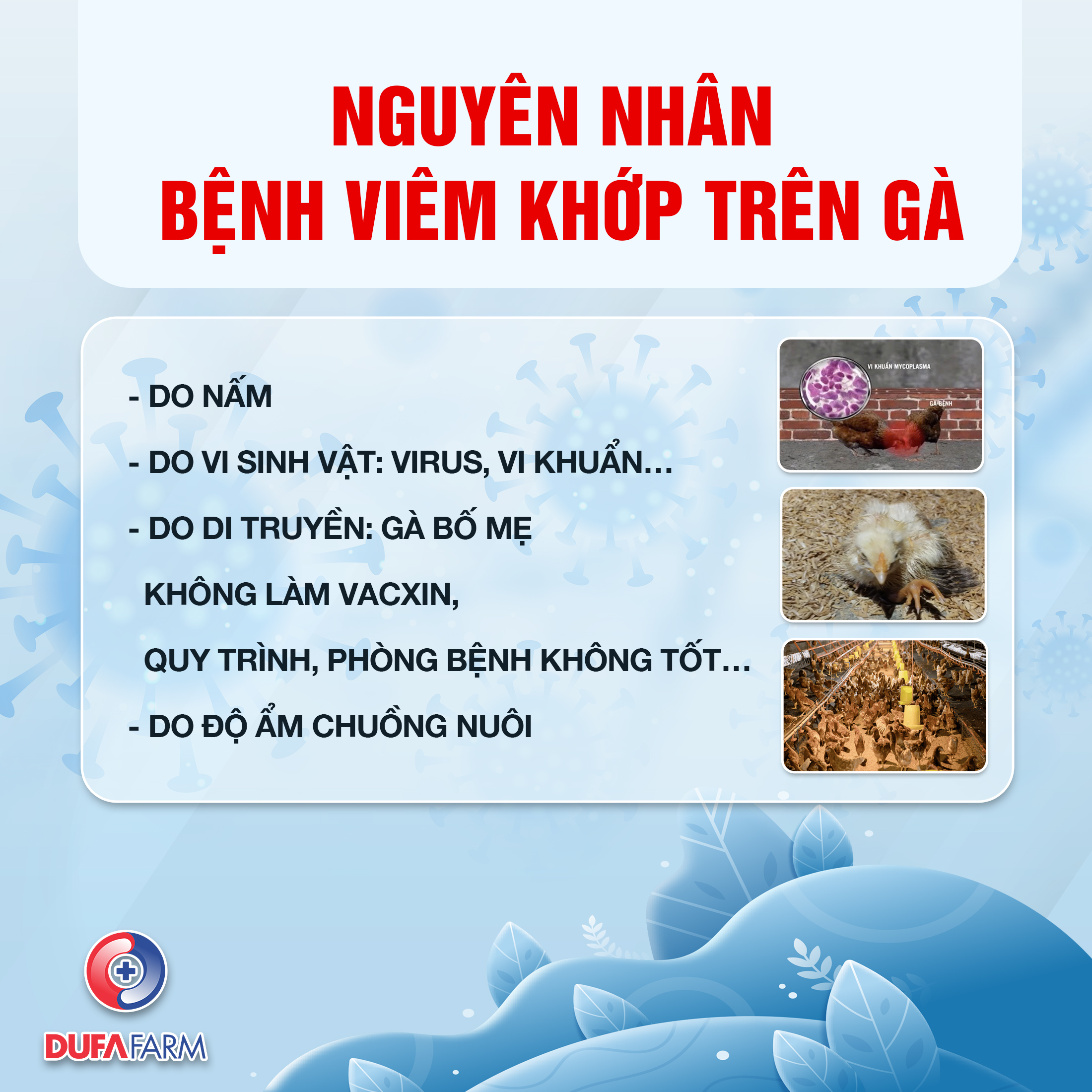 BỆNH VIÊM KHỚP TRÊN GÀ VÀ CÁCH ĐIỀU TRỊ HIỆU QUẢ