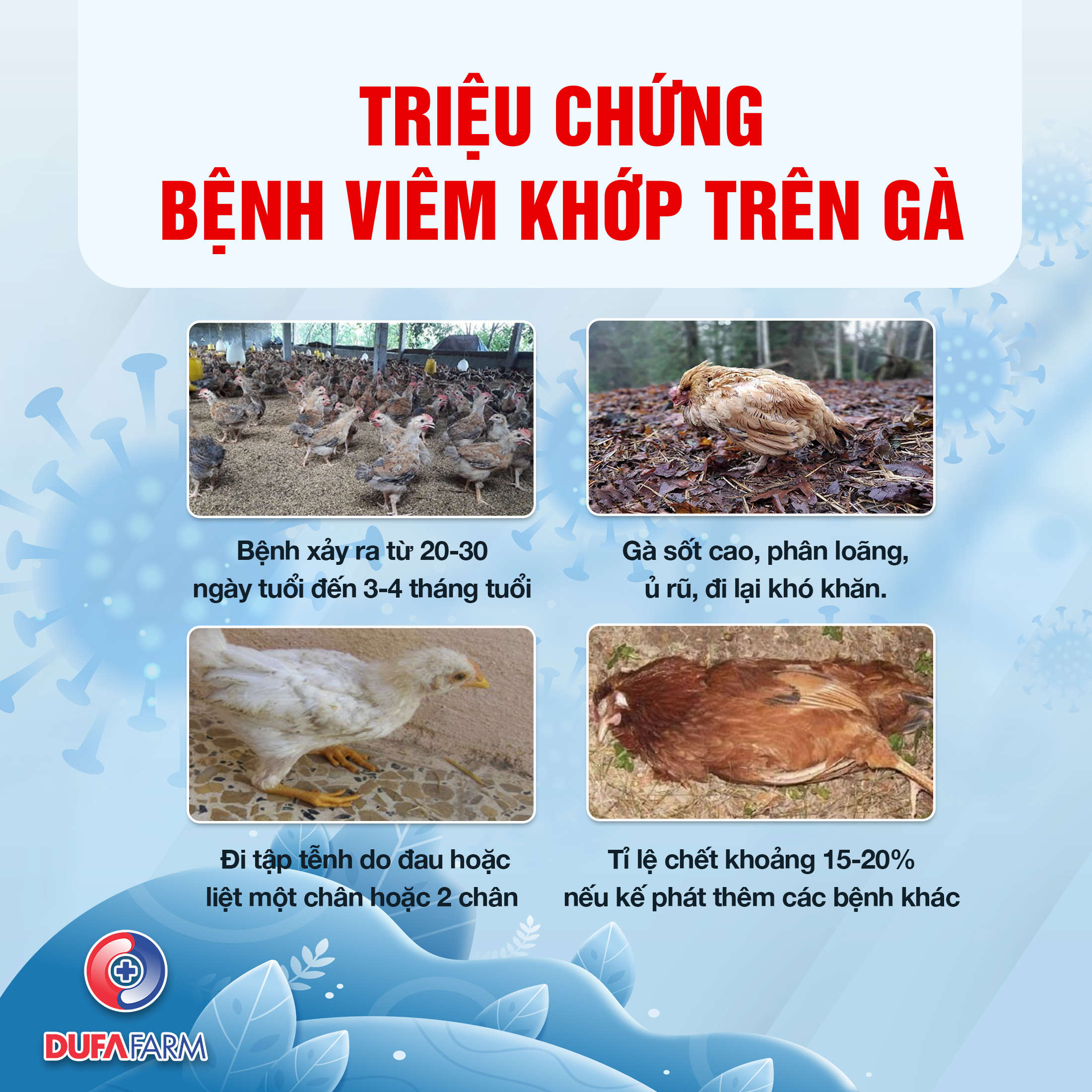 BỆNH VIÊM KHỚP TRÊN GÀ VÀ CÁCH ĐIỀU TRỊ HIỆU QUẢ