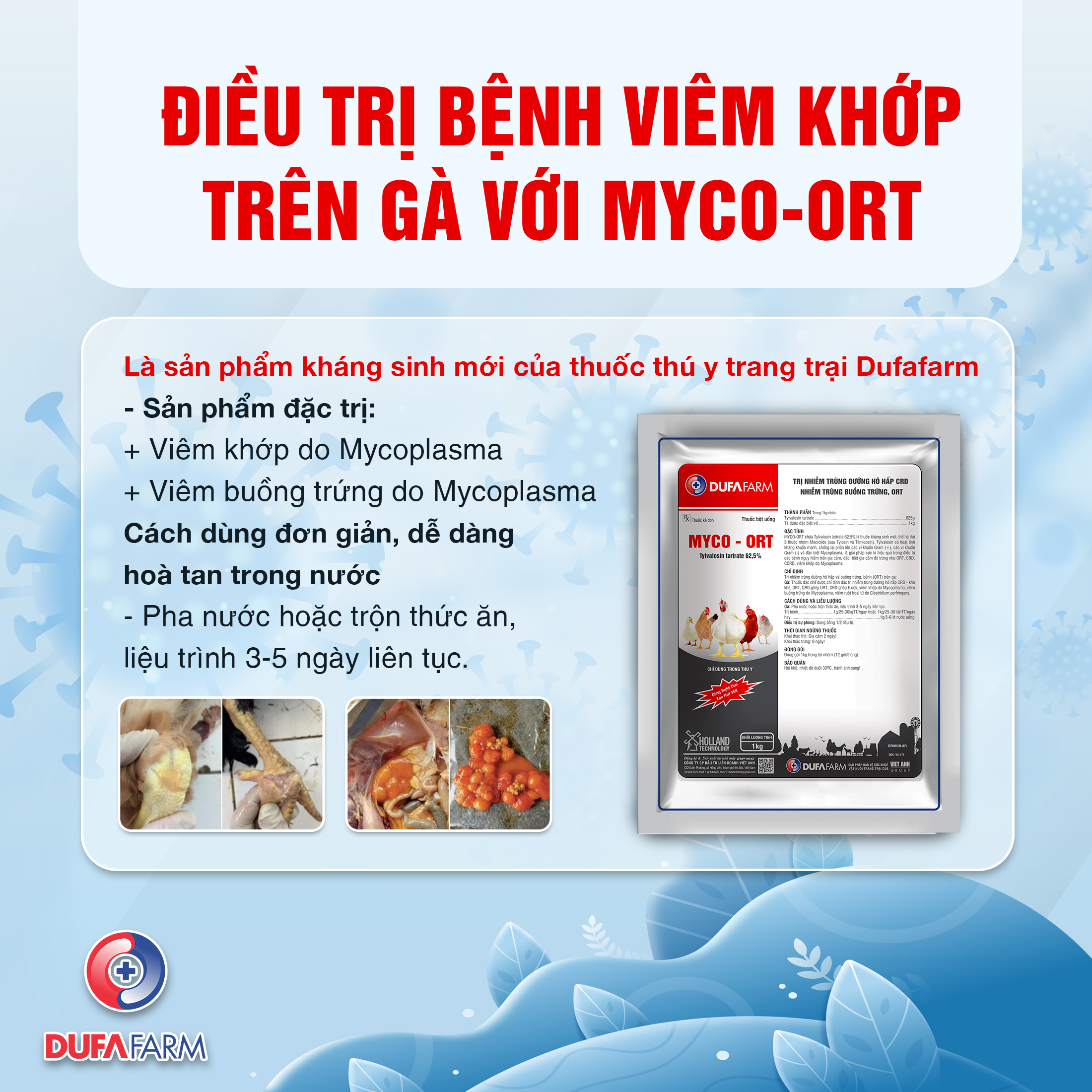 BỆNH VIÊM KHỚP TRÊN GÀ VÀ CÁCH ĐIỀU TRỊ HIỆU QUẢ