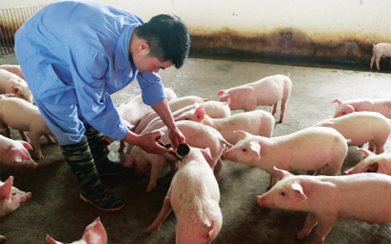 CẢNH BÁO KHẨN: Biến chủng Lở mồm long móng SAT1 từ Trung Quốc và Chiến lược bảo vệ trang trại Việt