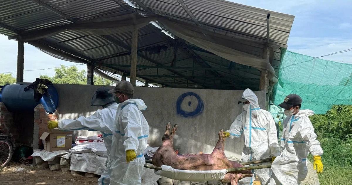 CẢNH BÁO KHẨN: Biến chủng Lở mồm long móng SAT1 từ Trung Quốc và Chiến lược bảo vệ trang trại Việt