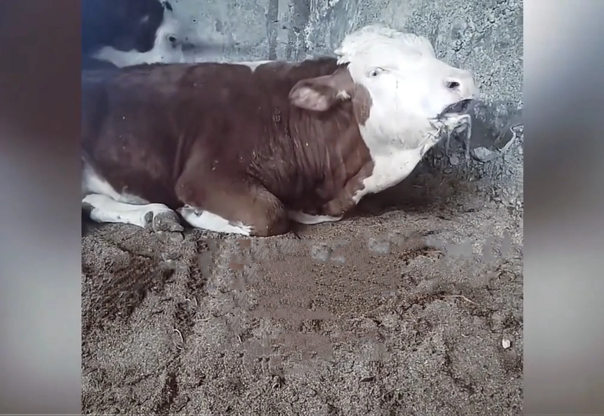 CẢNH BÁO KHẨN: Biến chủng Lở mồm long móng SAT1 từ Trung Quốc và Chiến lược bảo vệ trang trại Việt