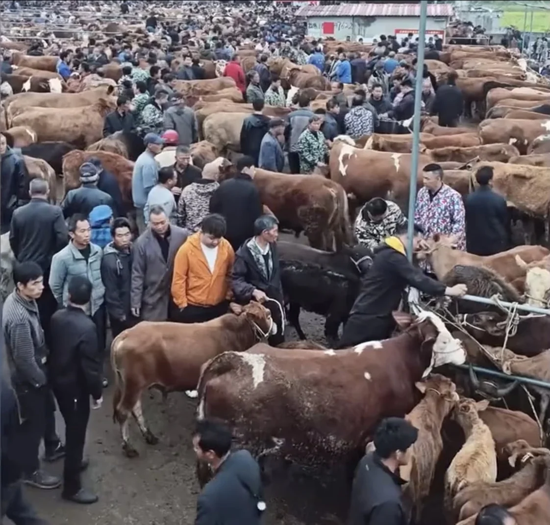 CẢNH BÁO KHẨN: Biến chủng Lở mồm long móng SAT1 từ Trung Quốc và Chiến lược bảo vệ trang trại Việt