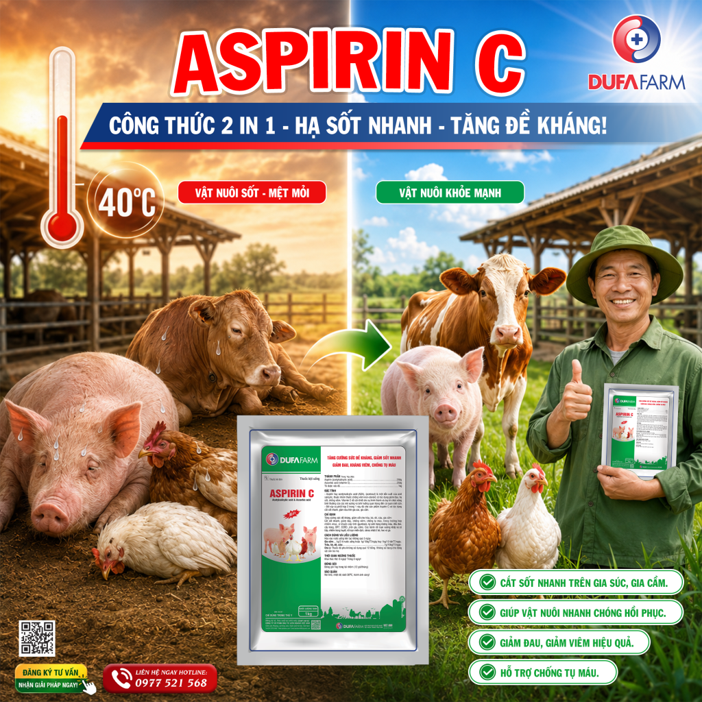ĐÀN HEO, ĐÀN GIA CẦM BỊ ẢNH HƯỞNG NHƯ THẾ NÀO TRONG MÙA NẮNG NÓNG?