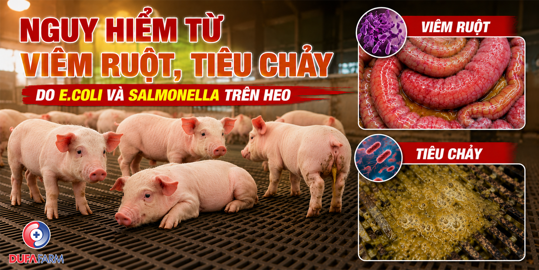 Viêm ruột, tiêu chảy do E. coli và Salmonella trên heo