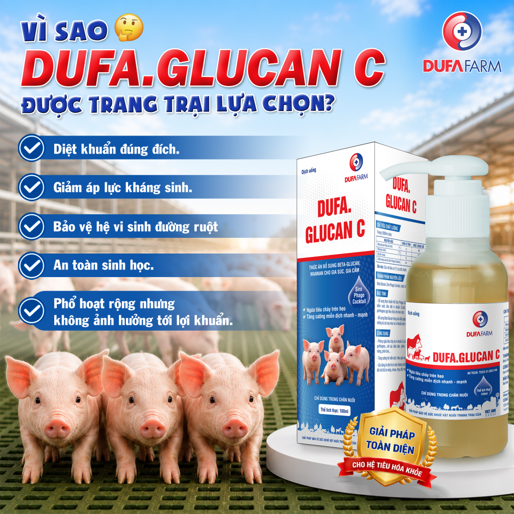Viêm ruột, tiêu chảy do E. coli và Salmonella trên heo