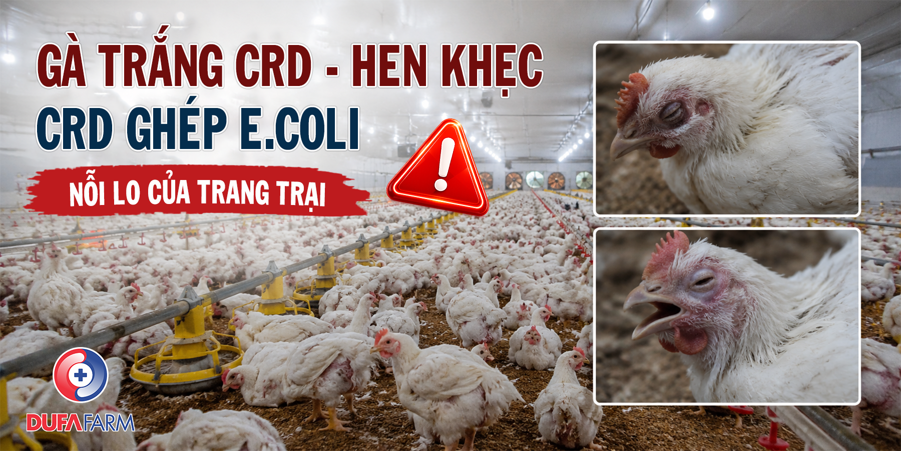 Bệnh CRD - Hen khẹc, và CRD ghép E.coli trên gà trắng và giải pháp từ Dufafarm