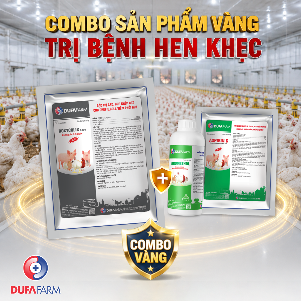 Bệnh CRD - Hen khẹc, và CRD ghép E.coli trên gà trắng và giải pháp từ Dufafarm