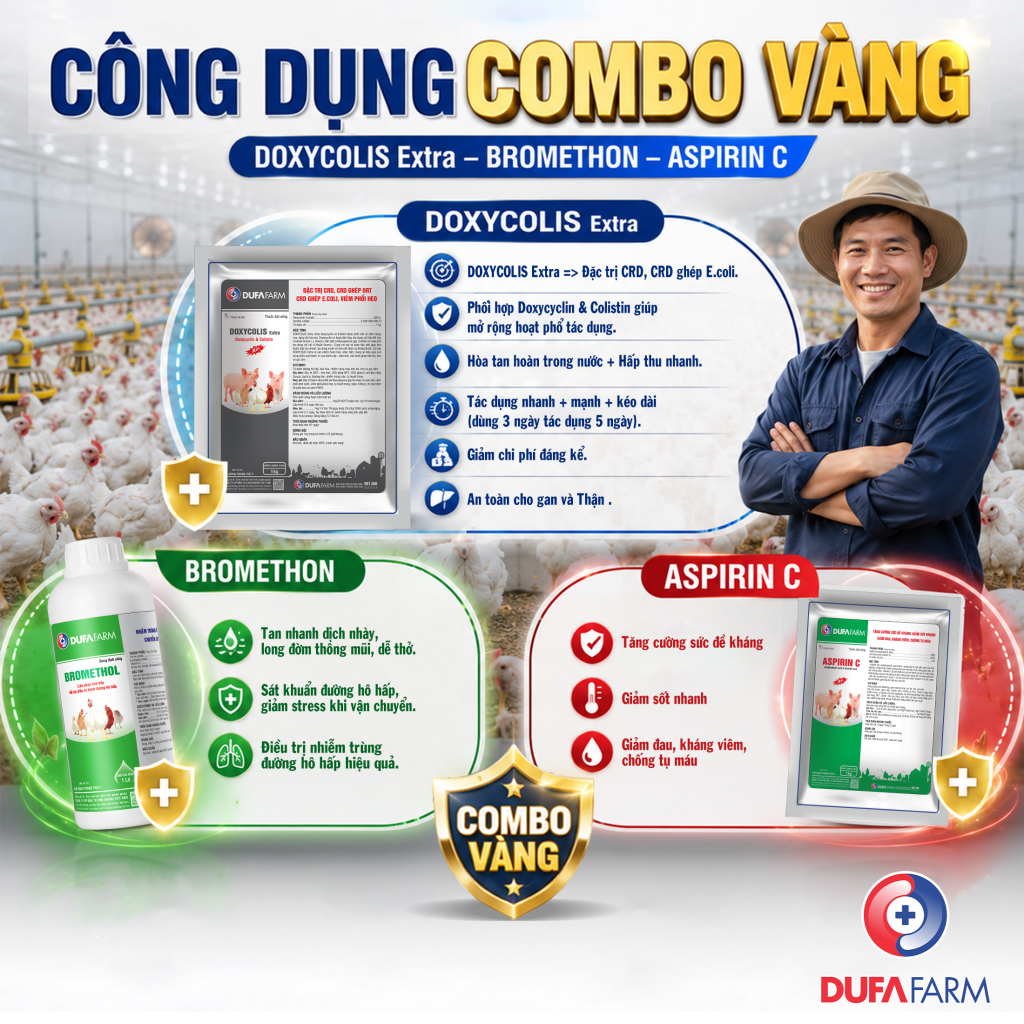 Bệnh CRD - Hen khẹc, và CRD ghép E.coli trên gà trắng và giải pháp từ Dufafarm