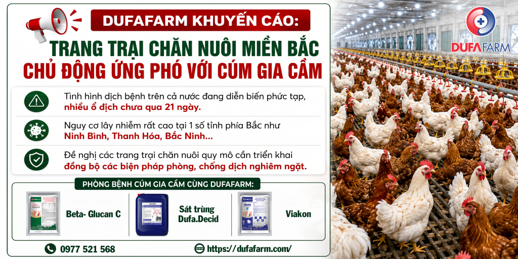 Cúm gia cầm H5N1: Chủ động phòng ngừa để bảo vệ đàn gia cầm