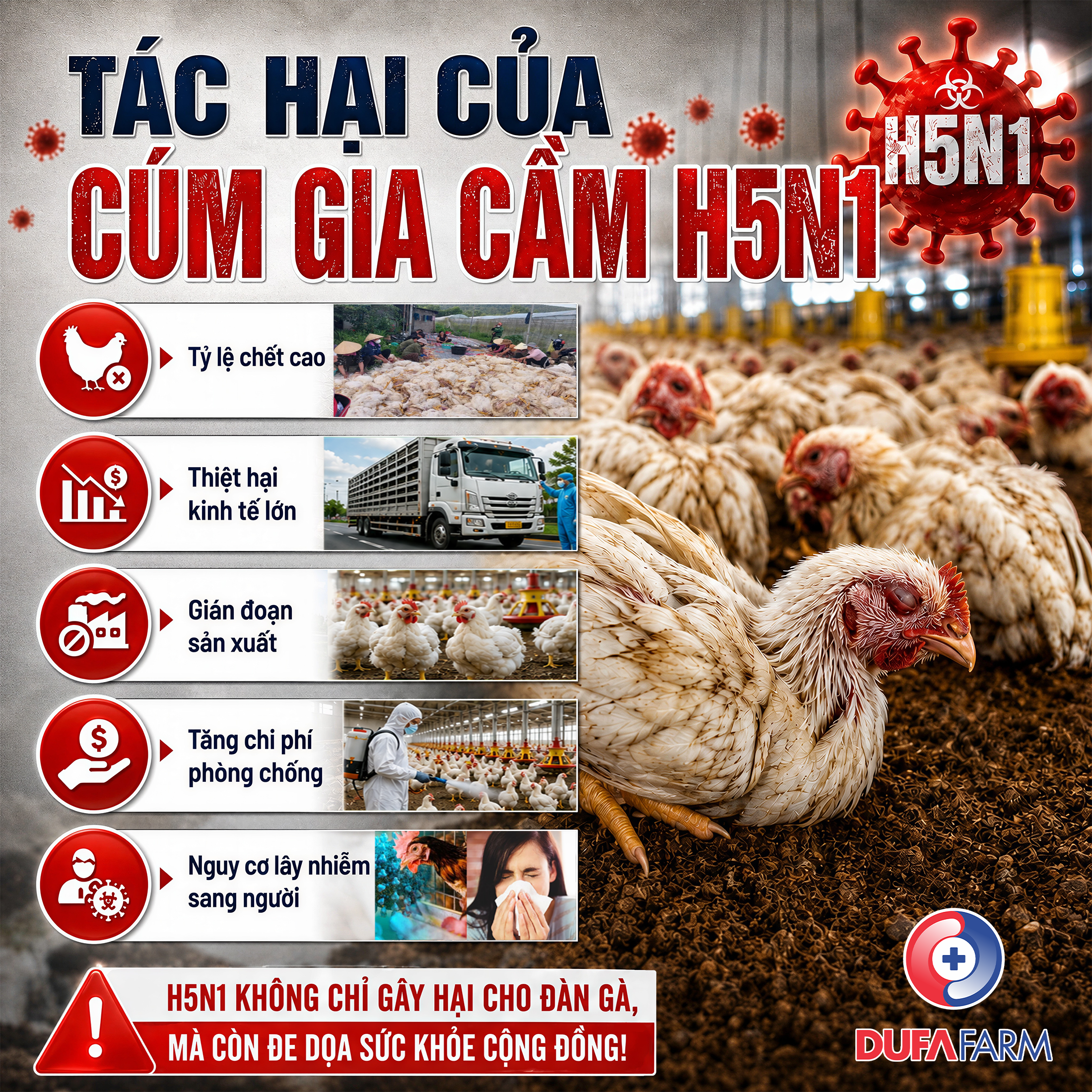 Cúm gia cầm H5N1: Chủ động phòng ngừa để bảo vệ đàn gia cầm